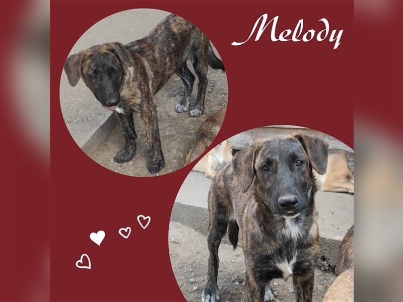Die süße Melody sucht ihre Menschen