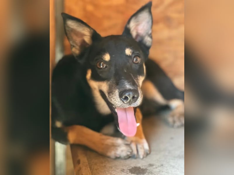 ⭐️FENJA⭐️, Hündin, 3,5 Jahre, 43 cm, Mischling, Tierschutz