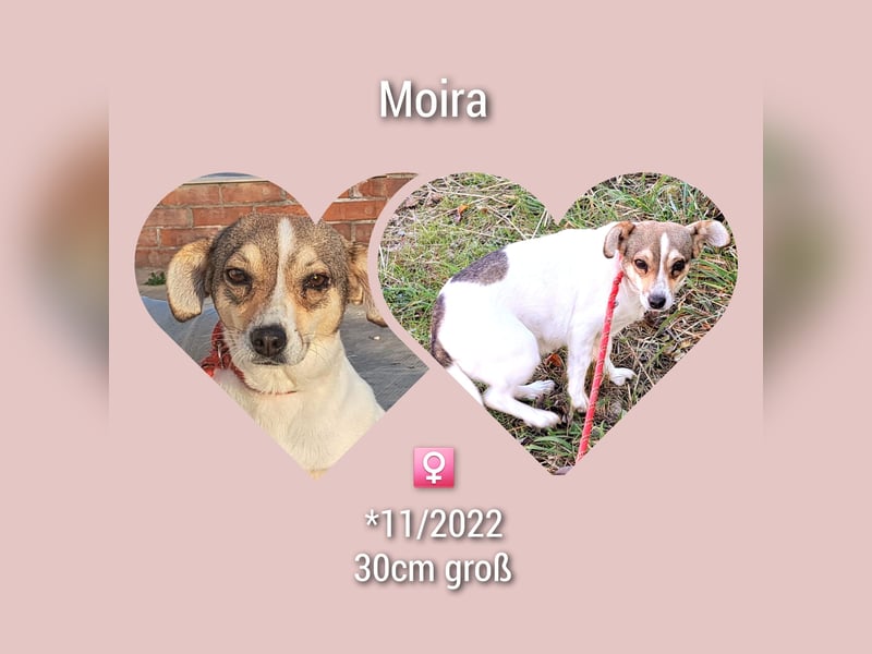 Süsses Hundemädel 30CM Moira sucht eigenes Zuhause