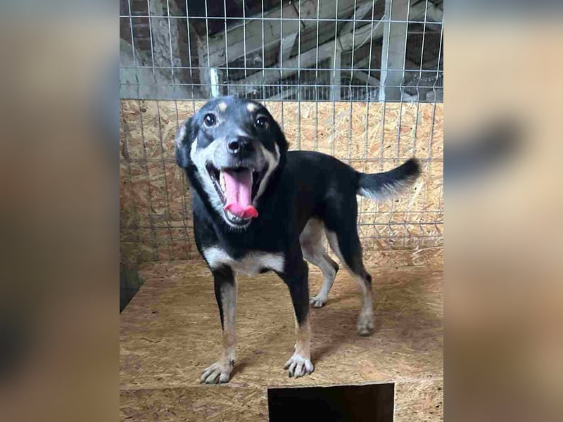 ⭐️FENJA⭐️, Hündin, 3,5 Jahre, 43 cm, Mischling, Tierschutz