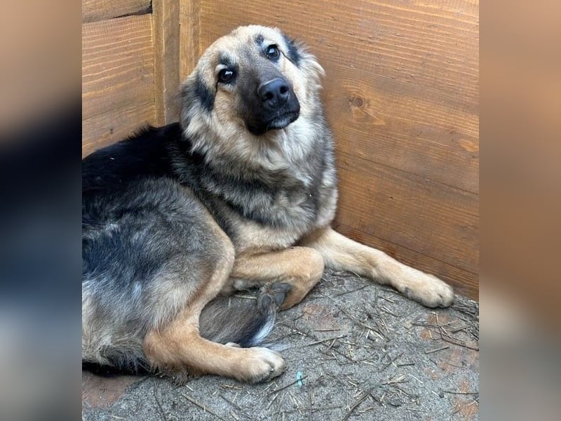 ⭐️DIANA⭐️, Hündin, 3 Jahre, 46cm, Mischling, Tierschutz