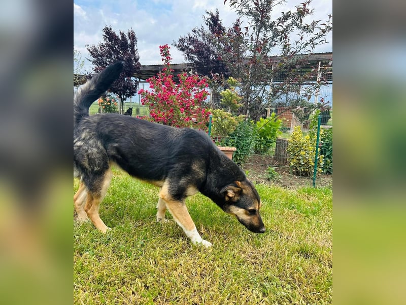 Carina Tierschutzhund sucht ein Zuhause
