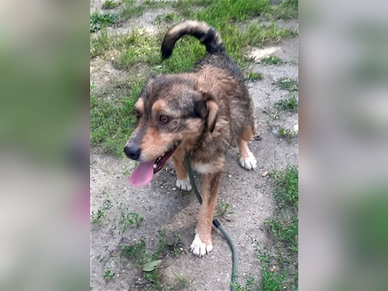 Gina, ca 30 cm , möchte Rumänien ganz schnell verlassen