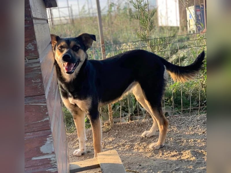 Carina Tierschutzhund sucht ein Zuhause