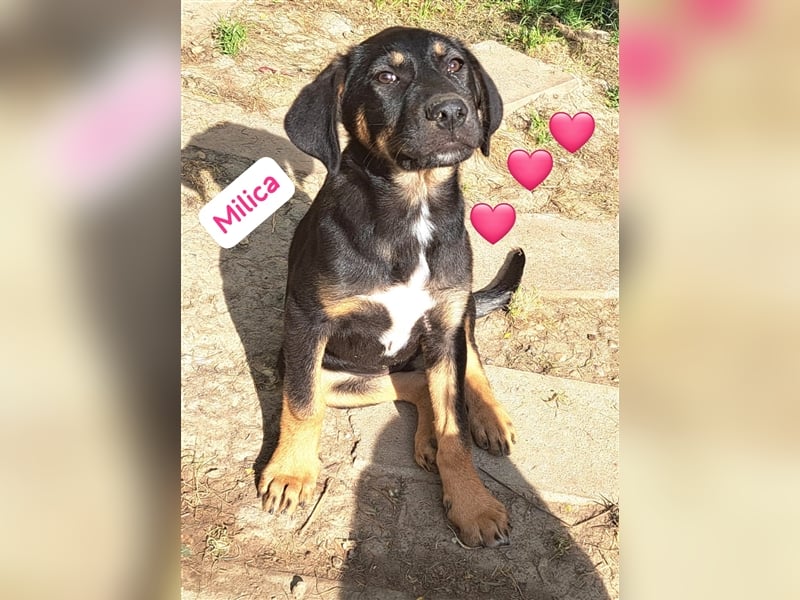 Welpe Milcia lebt bei einer Pflegestelle in Rumänien