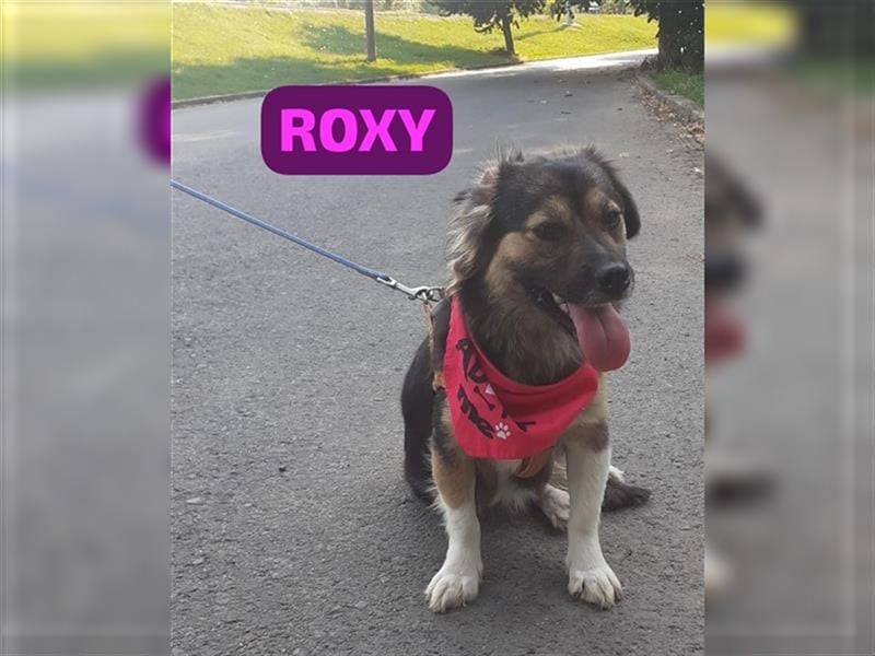 Roxy , eine treue Seele möchte Rumänien ganz schnell verlassen