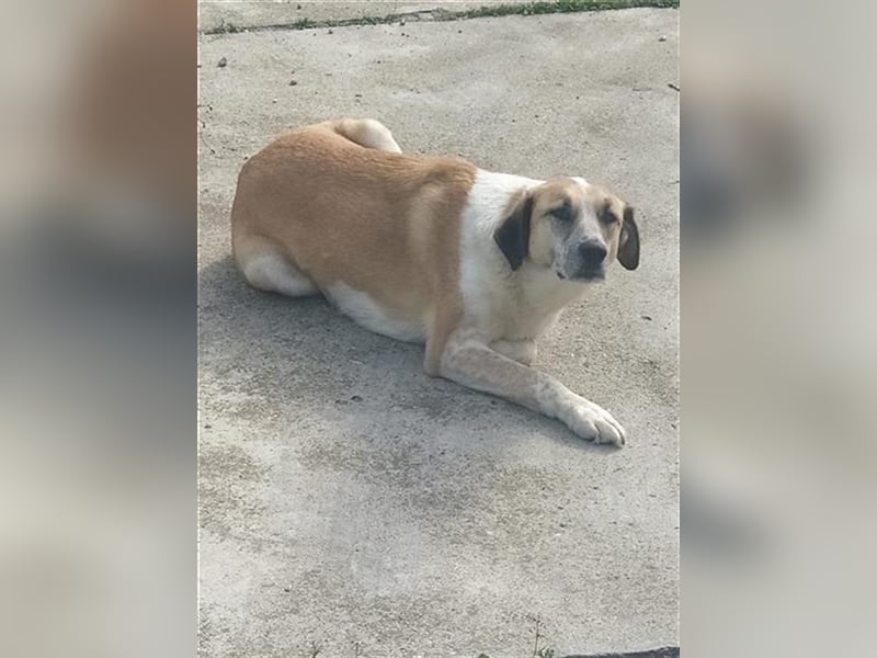 LISA, eine Seele von einem Hund, möchte Rumänien ganz schnell verlassen