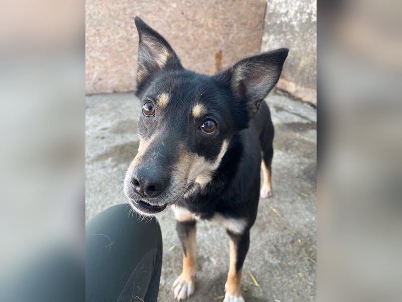 ⭐️FENJA⭐️, Hündin, 3,5 Jahre, 43 cm, Mischling, Tierschutz