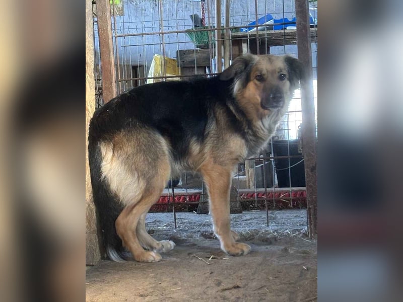 ⭐️DIANA⭐️, Hündin, 3 Jahre, 46cm, Mischling, Tierschutz