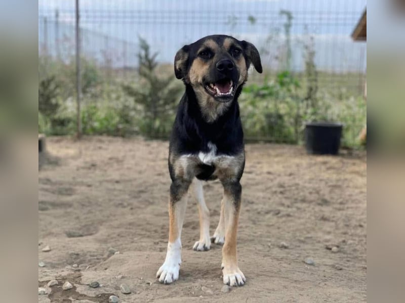 Carina Tierschutzhund sucht ein Zuhause