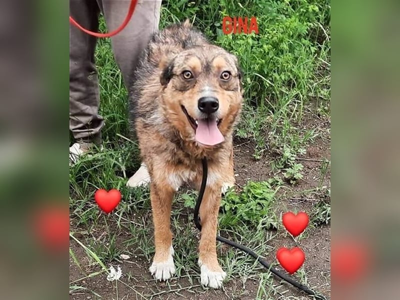 Gina, ca 30 cm , möchte Rumänien ganz schnell verlassen