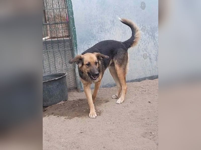 ⭐️DIANA⭐️, Hündin, 3 Jahre, 46cm, Mischling, Tierschutz