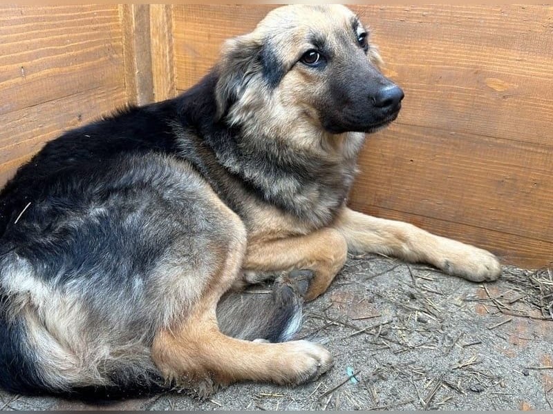 ⭐️DIANA⭐️, Hündin, 3 Jahre, 46cm, Mischling, Tierschutz