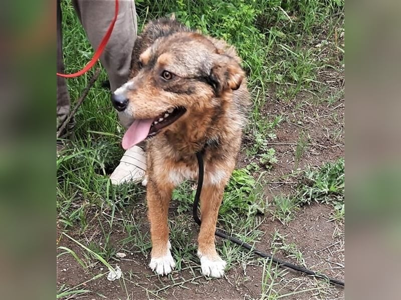 Gina, ca 30 cm , möchte Rumänien ganz schnell verlassen