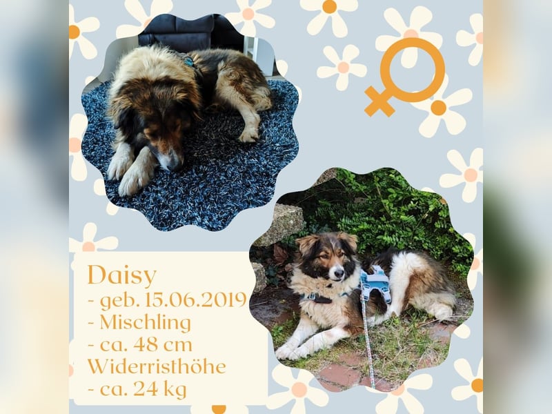 Daisy Mädel in den Besten Jahren lebt in Bremen bei einer Pflegestelle 380,00 € Preis Heute Datum