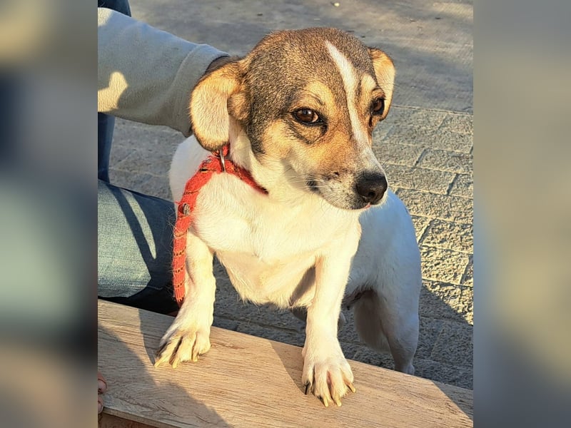 Süsses Hundemädel 30CM Moira sucht eigenes Zuhause