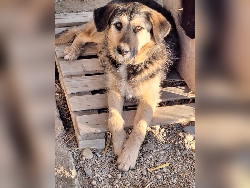Priya Tierschutzhund sucht ein Zuhause