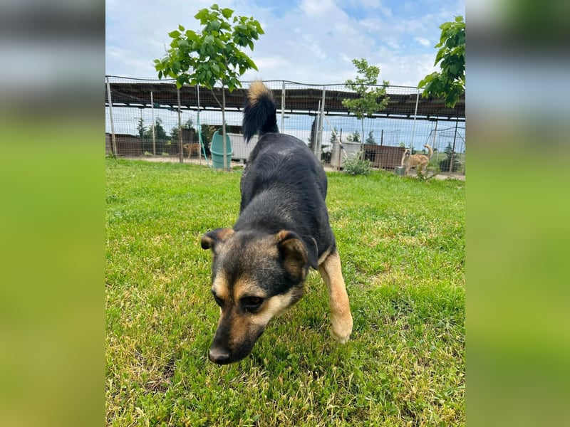 Carina Tierschutzhund sucht ein Zuhause