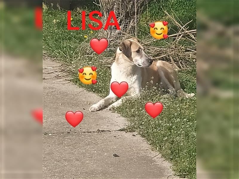 LISA, eine Seele von einem Hund, möchte Rumänien ganz schnell verlassen