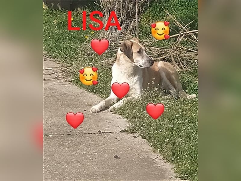 LISA, eine Seele von einem Hund, möchte Rumänien ganz schnell verlassen