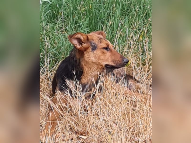 MARLA - sucht ihren Platz für's Leben