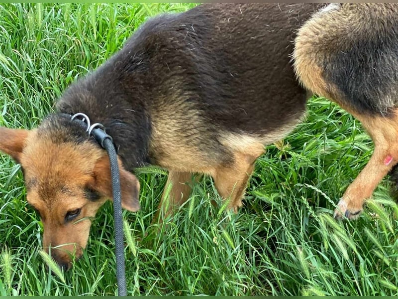 MARLA - sucht ihren Platz für's Leben