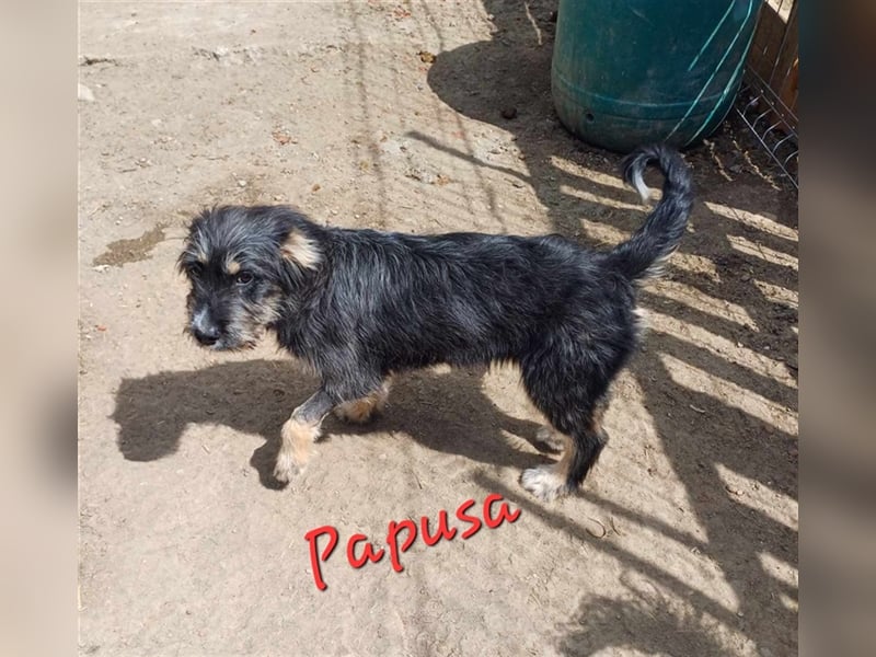 PAPUSA
