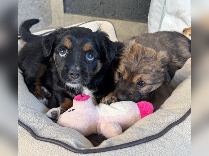 Dulceata, Dakota und Dusty