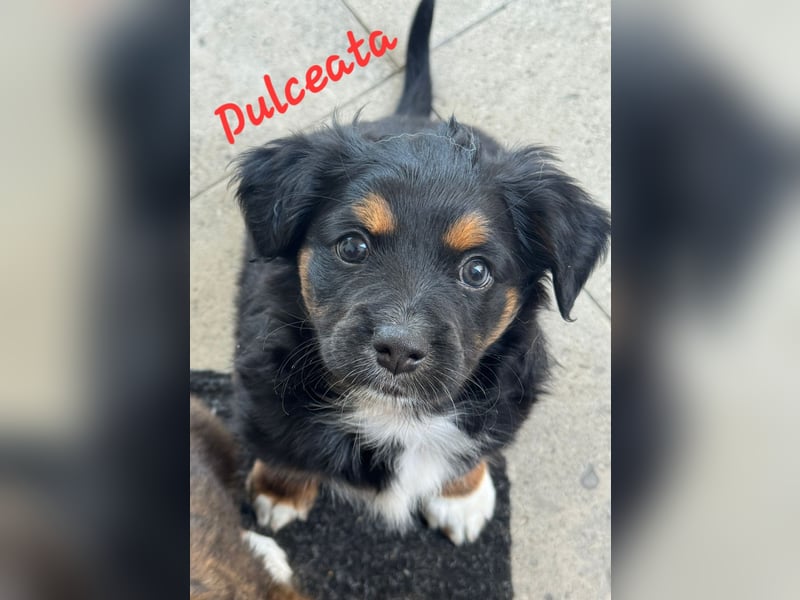 Dulceata, Dakota und Dusty