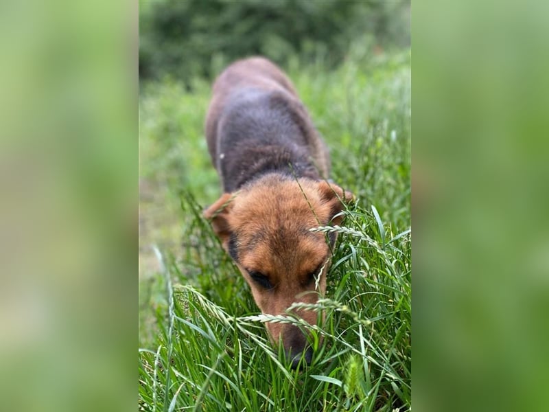 MARLA - sucht ihren Platz für's Leben