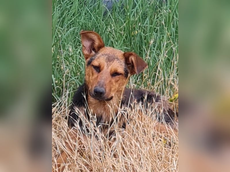 MARLA - sucht ihren Platz für's Leben