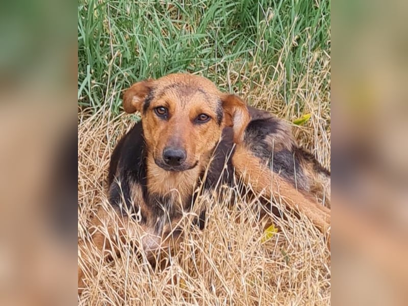 MARLA - sucht ihren Platz für's Leben