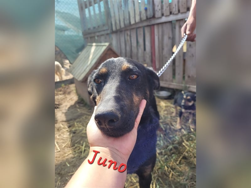 JUNO