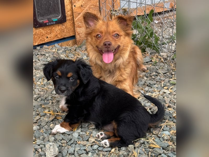 Dulceata, Dakota und Dusty