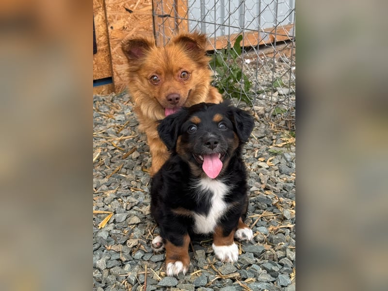Dulceata, Dakota und Dusty