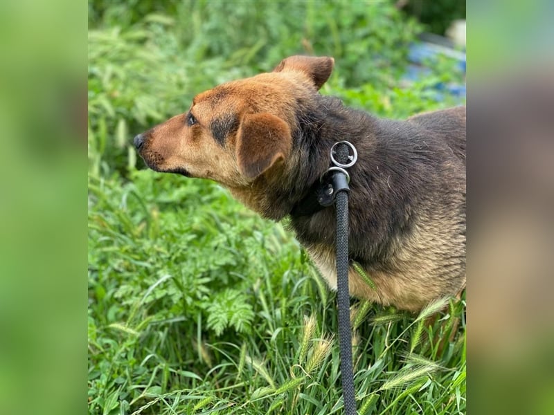 MARLA - sucht ihren Platz für's Leben