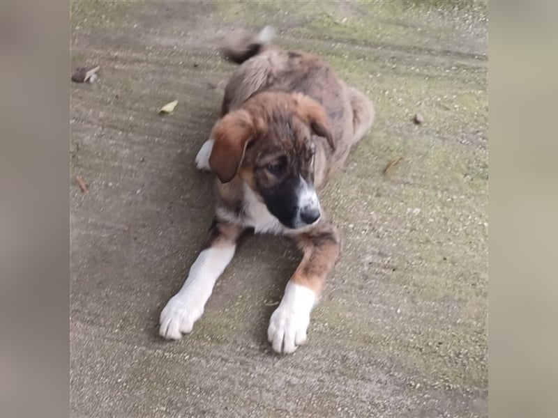 Mona- gr. Schäferhund-Mischling- sucht ein Zuhause/Pflegestelle