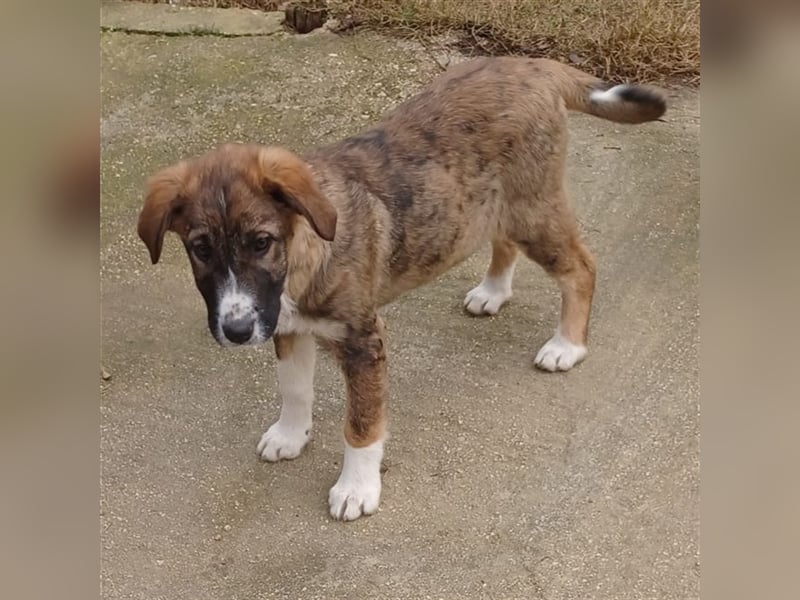 Mona- gr. Schäferhund-Mischling- sucht ein Zuhause/Pflegestelle