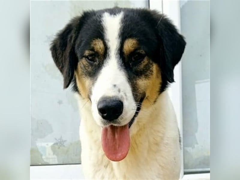 Pina- Mischlingshund