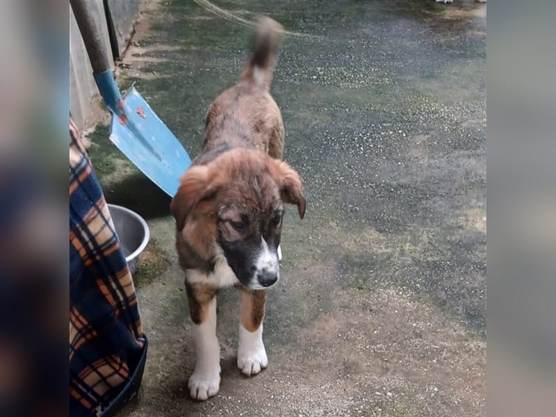 Mona- gr. Schäferhund-Mischling- sucht ein Zuhause/Pflegestelle