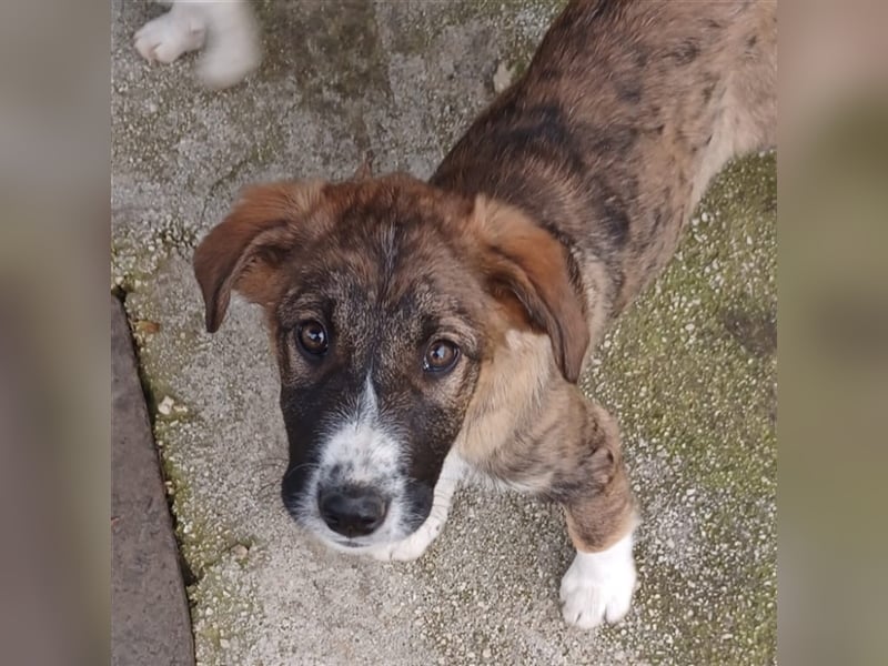 Mona- gr. Schäferhund-Mischling- sucht ein Zuhause/Pflegestelle