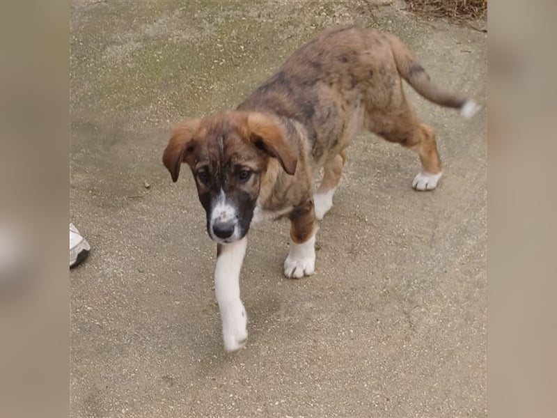 Mona- gr. Schäferhund-Mischling- sucht ein Zuhause/Pflegestelle