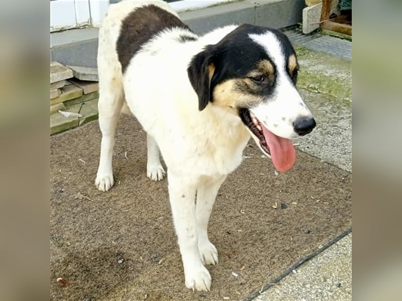 Pina- Mischlingshund