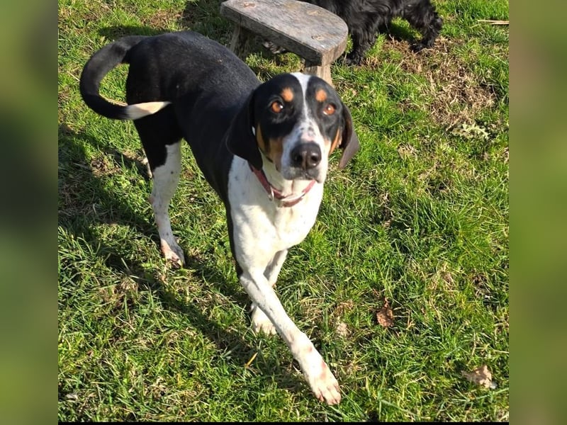 Lokum - super tolle 4J. Hündin sucht ihre Familie.