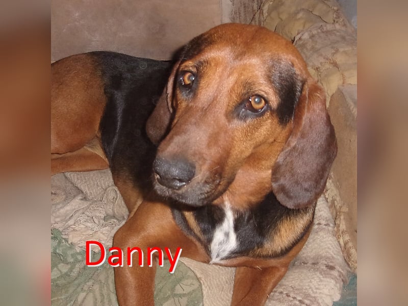 DANNY ❤  sucht Zuhause oder Pflegestelle
