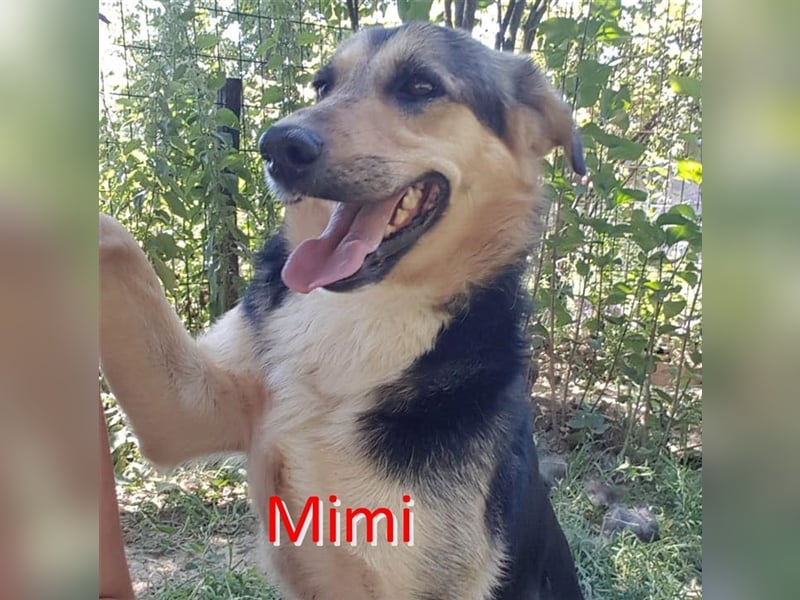 MIMI ❤ EILIG! sucht Zuhause oder Pflegestelle