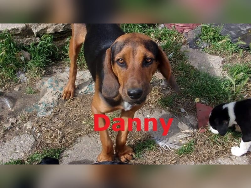 DANNY sucht liebevolles Zuhause