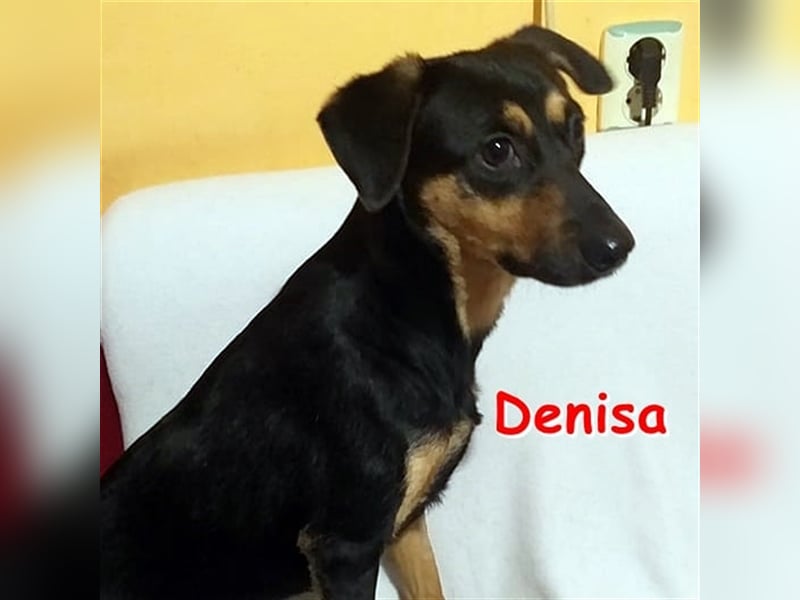 DENISA sucht liebevolles Zuhause