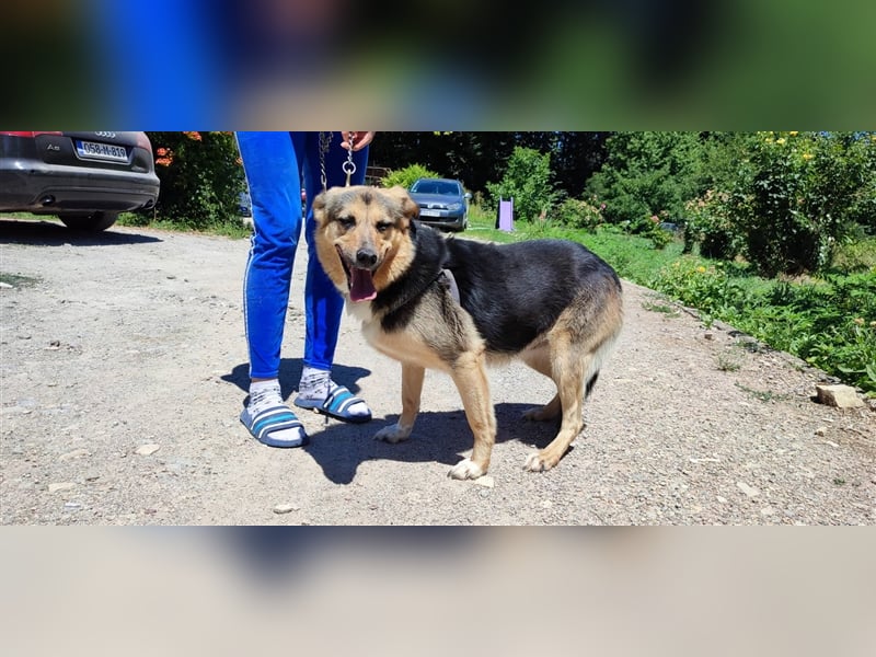 MIMI ❤ EILIG! sucht Zuhause oder Pflegestelle