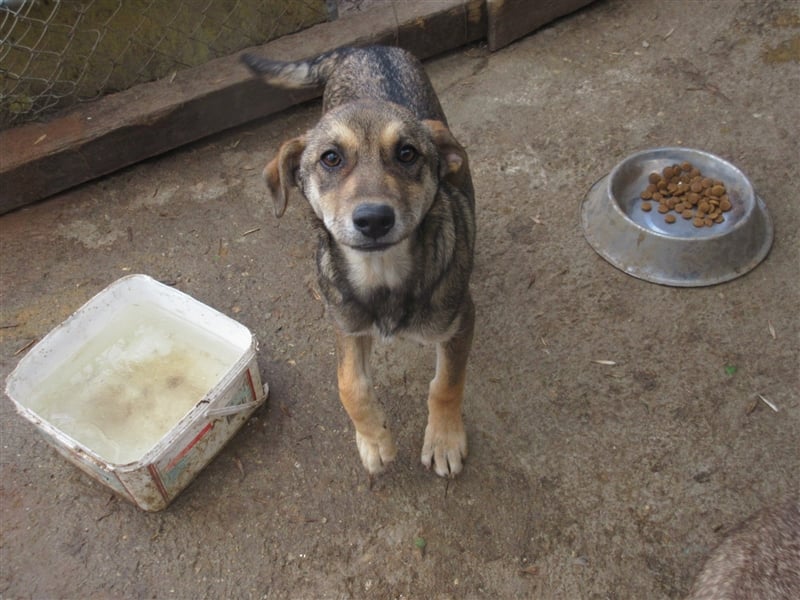 KRISTA ❤ sucht Zuhause oder Pflegestelle